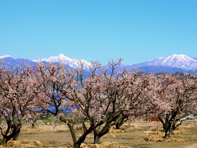 あんずの里 窪山展望台公園