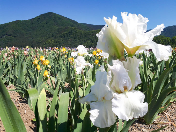 ジャーマンアイリス観光花園