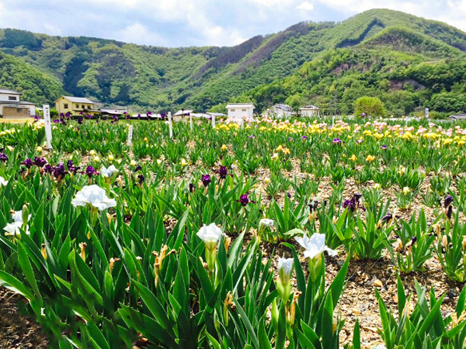 ジャーマンアイリス