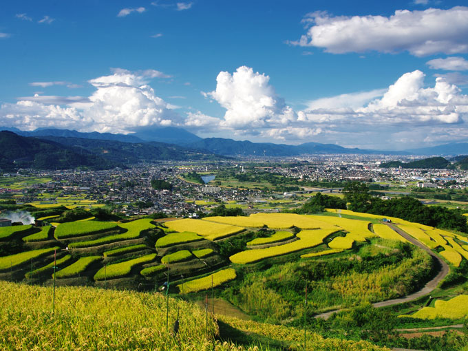 姨捨の棚田(昼)